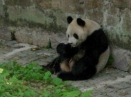 Panda géant au Zoo de Shanghai Panda géant au Zoo de Shanghai